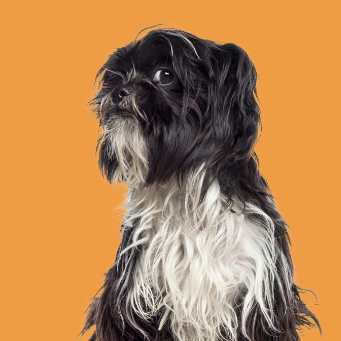 A black and white dog in front of an orange background artistically posed